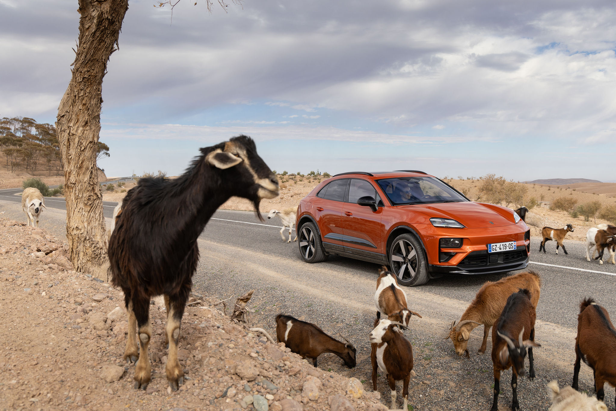 Porsche Macan Électrique et Chèvres dans le désert d’Agafay Porsche Macan électrique orange sur une route entourée de chèvres dans le désert d’Agafay